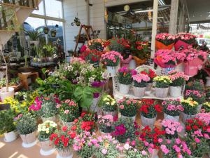 R5年　母の日！！｜「大丸フラワー」　（群馬県渋川市の花キューピット加盟店 花屋）のブログ